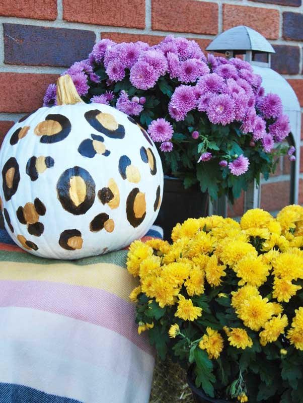 cheetah spotted white pumpkin