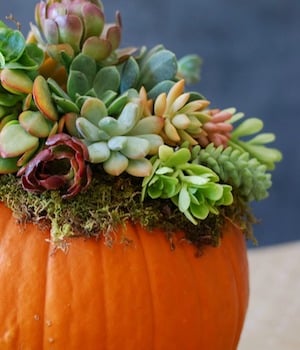 Pumpkin Succulent DIY Fall Centerpiece