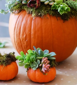 Pumpkin Succulent Arrangement simplyhappenstance.com 82