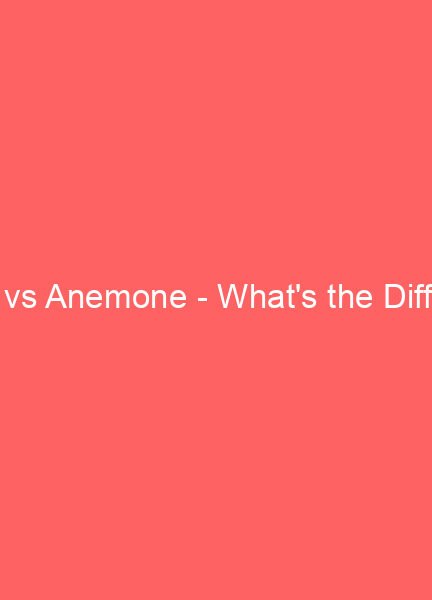poppy vs anemone whats the difference 12493