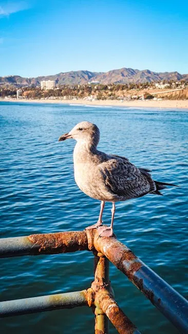 Santa Monica Pier Beach with ferris wheel and sunsets