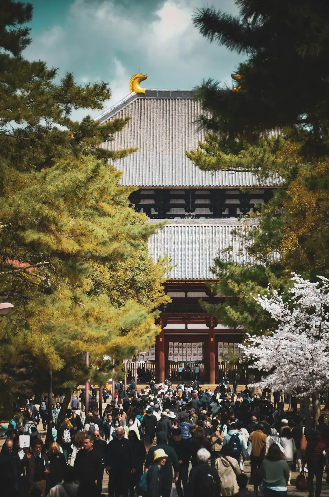 Meguro River strolls — Tokyo's riverside blooms
