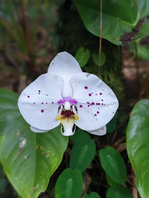 Fairmont Orchid: Bayfront gardens and lava rock views