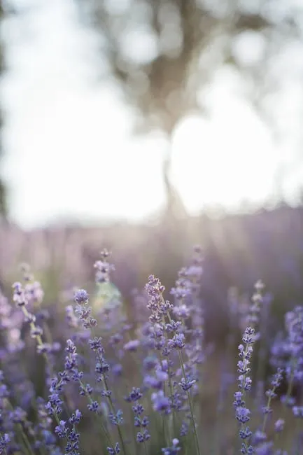 Bonnieux lanes: Lavender Between Stone Houses