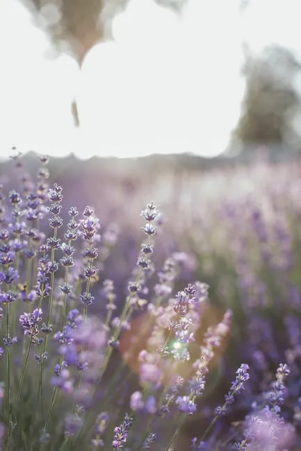 Forcalquier: Lavender, Markets, And Morning Strolls