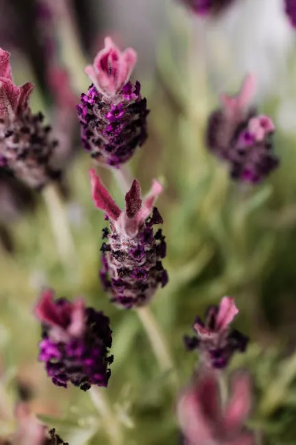 L'Occitane Manosque: From Garden To Bottle