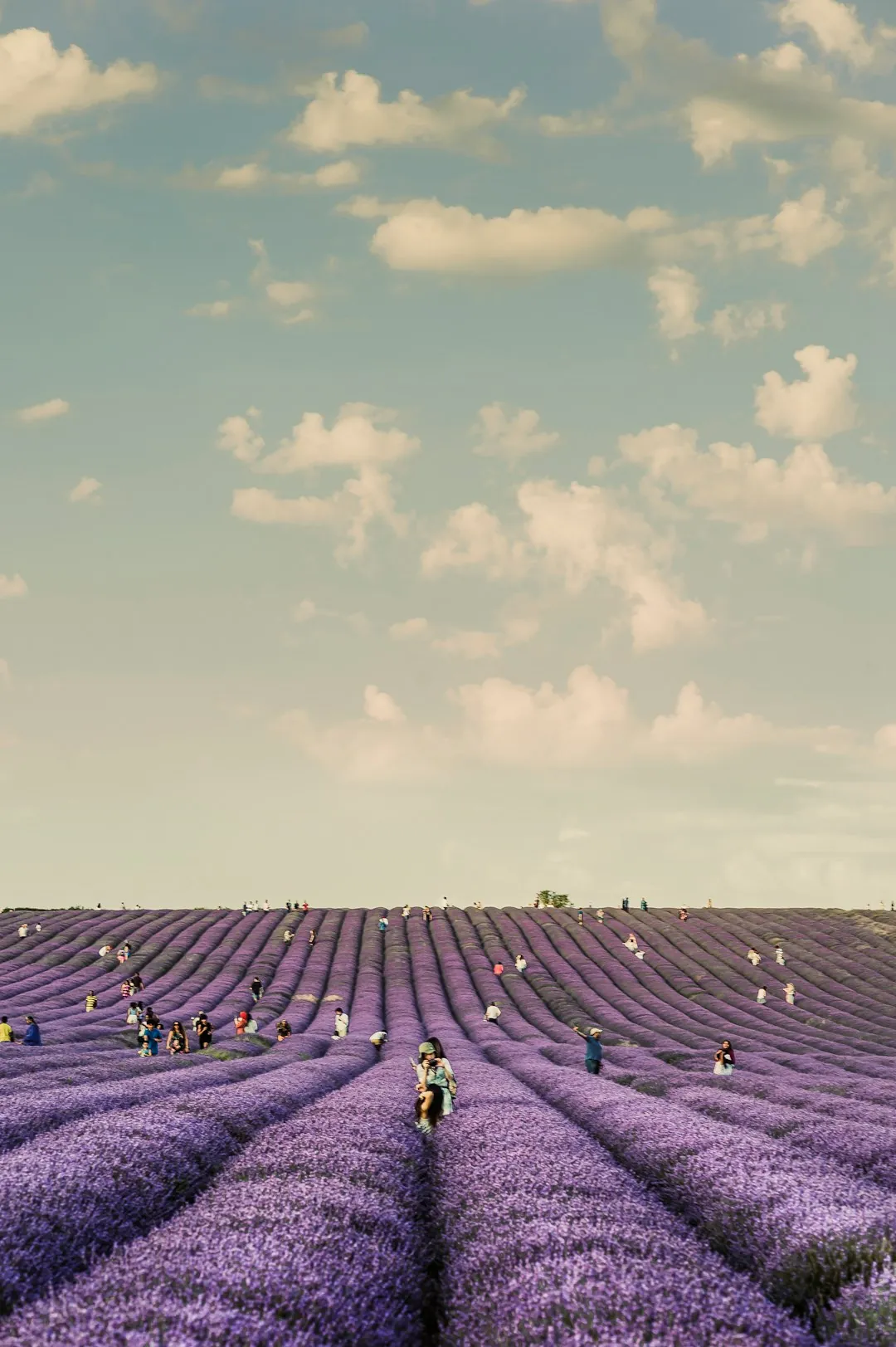 Mane: Small-Scale Lavender and Village Routes