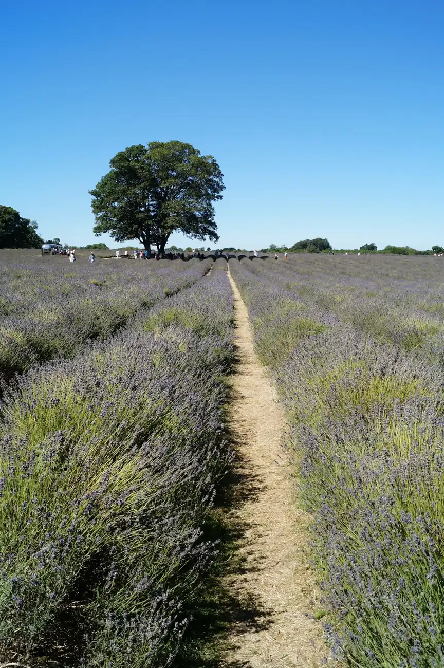 Plateau de Valensole: Waves of Purple Fields