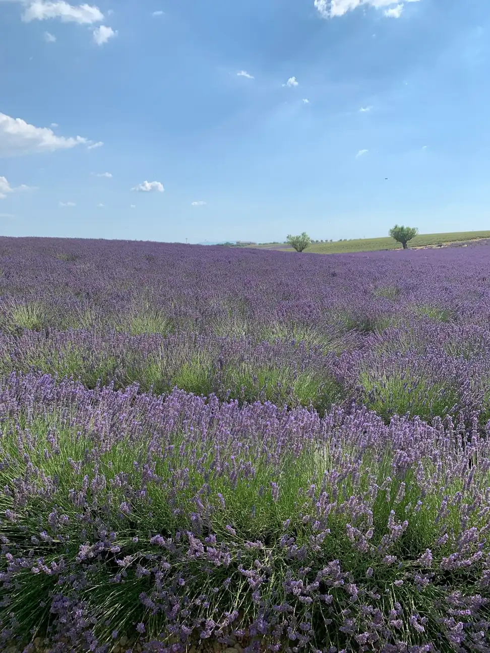 Sault: Lavender Capital of the Plateau