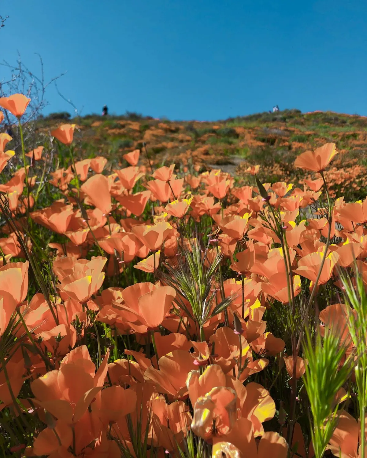 Antelope Valley Poppy Reserve orange sea