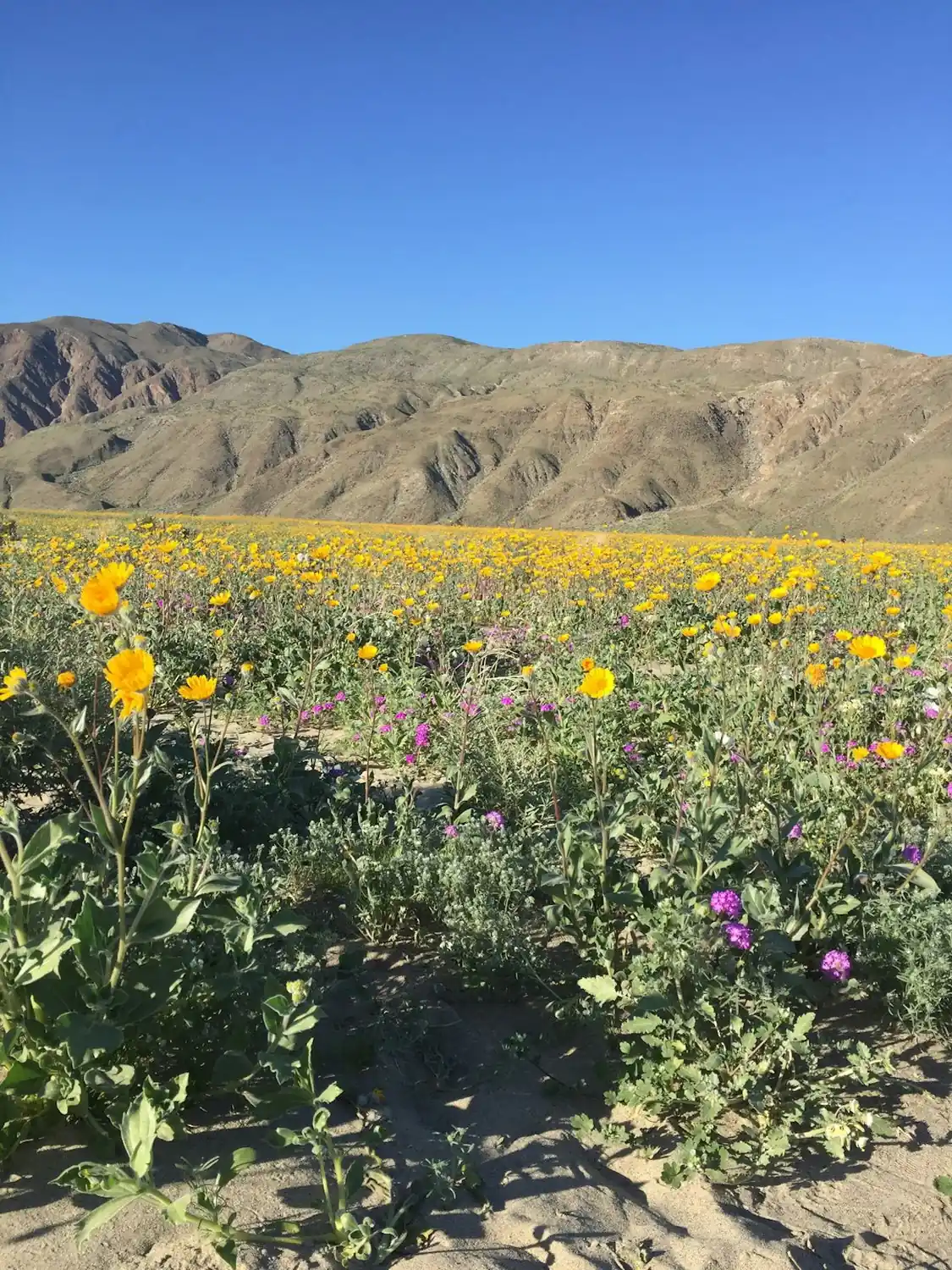 Anza-Borrego desert shows colorful surprises