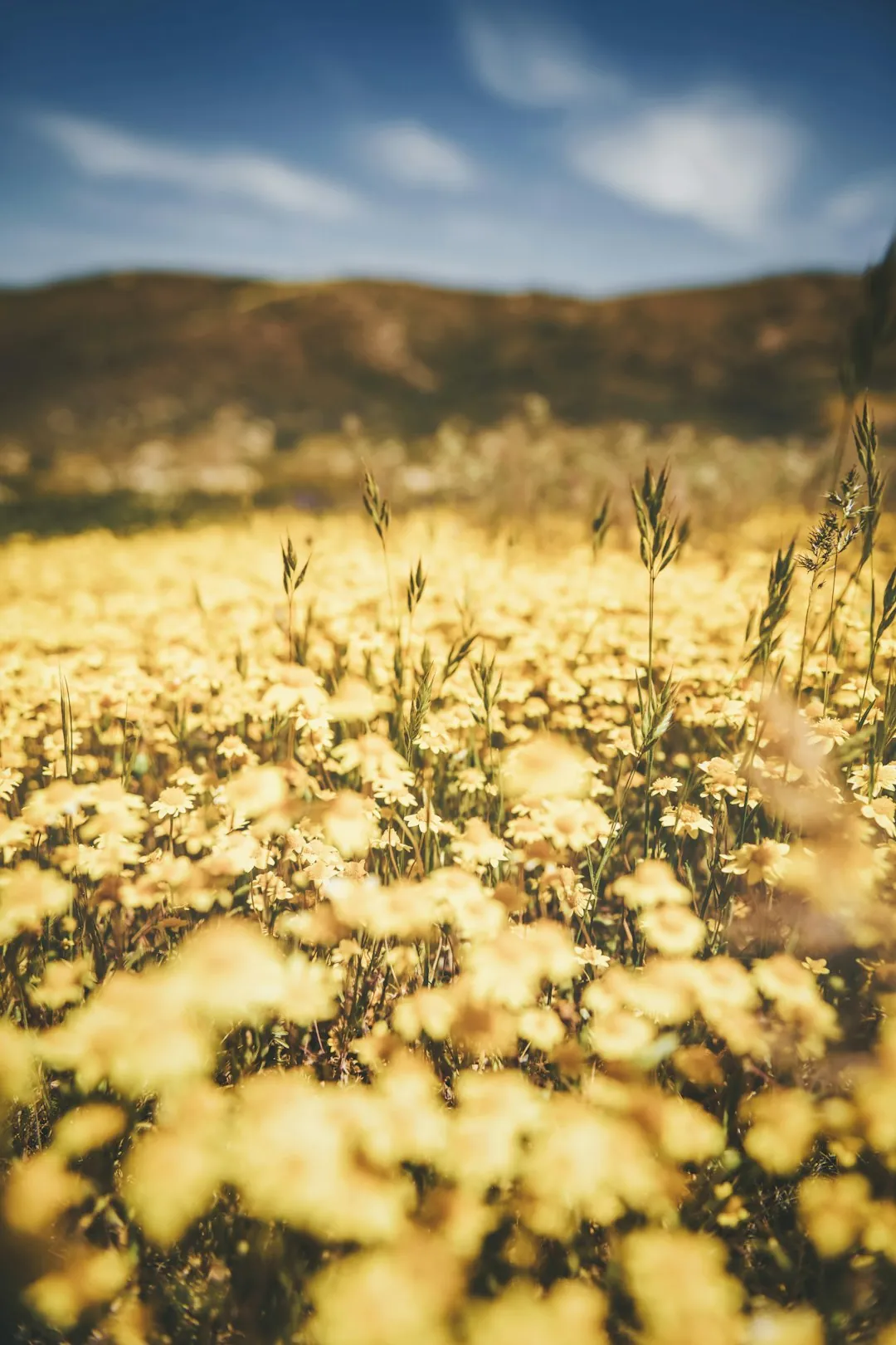 Carrizo Plain wide meadows and solitude