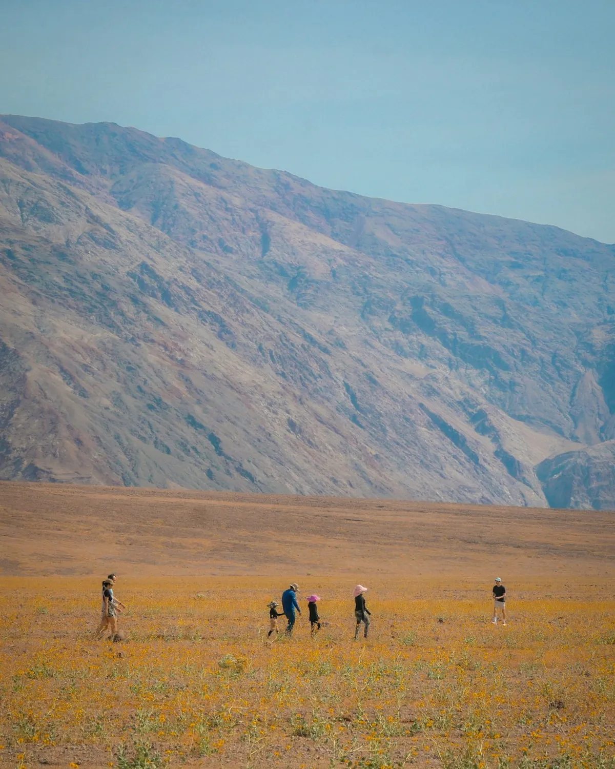 Death Valley’s rare spring burst of color