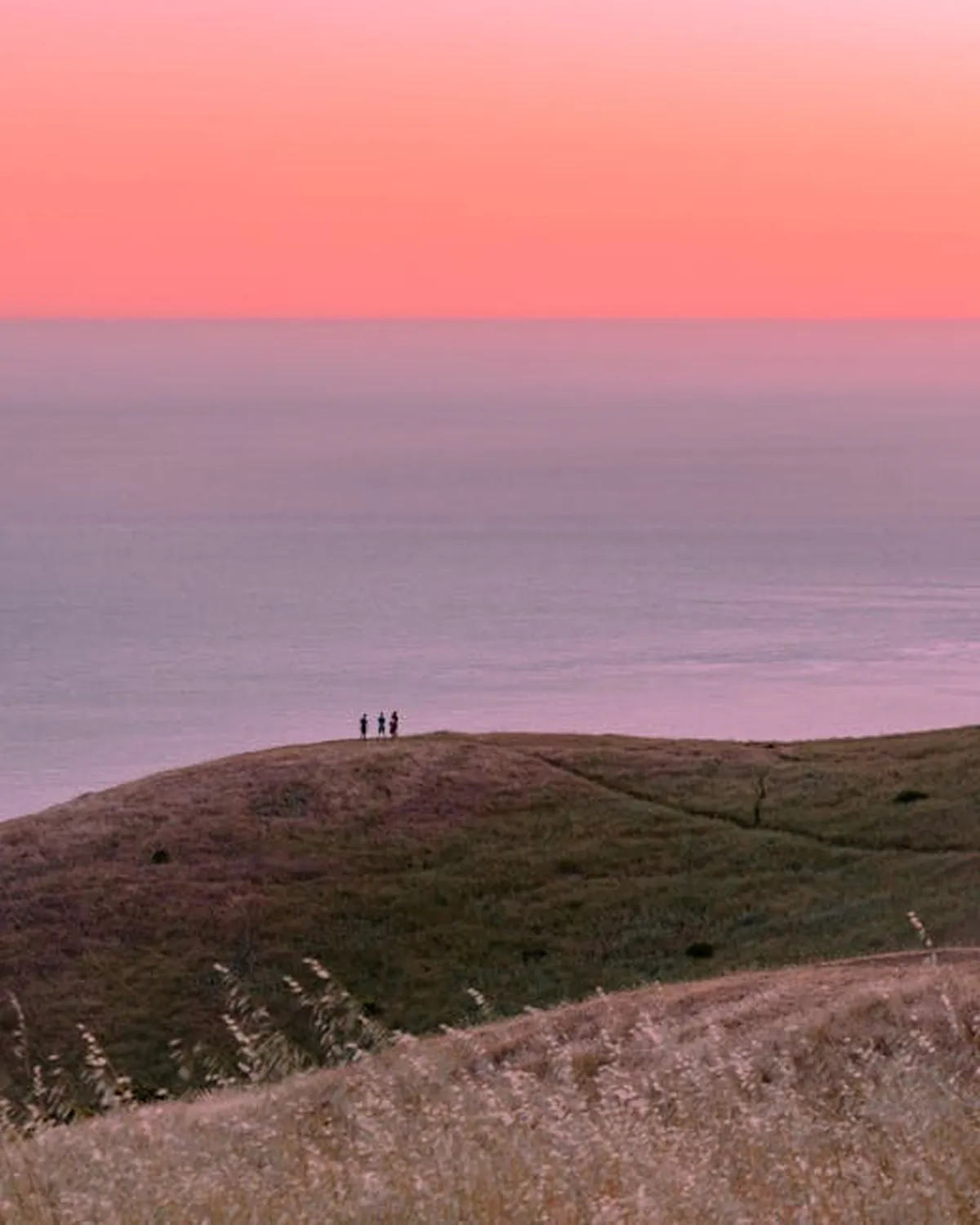 Mount Tamalpais ridgelines and wildflower loops