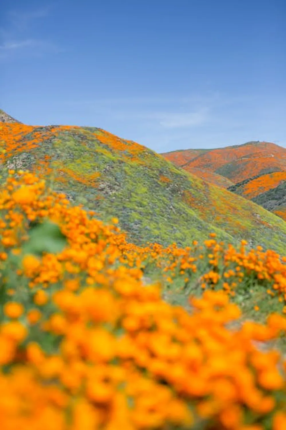 Walker Canyon? Lake Elsinore poppy hills