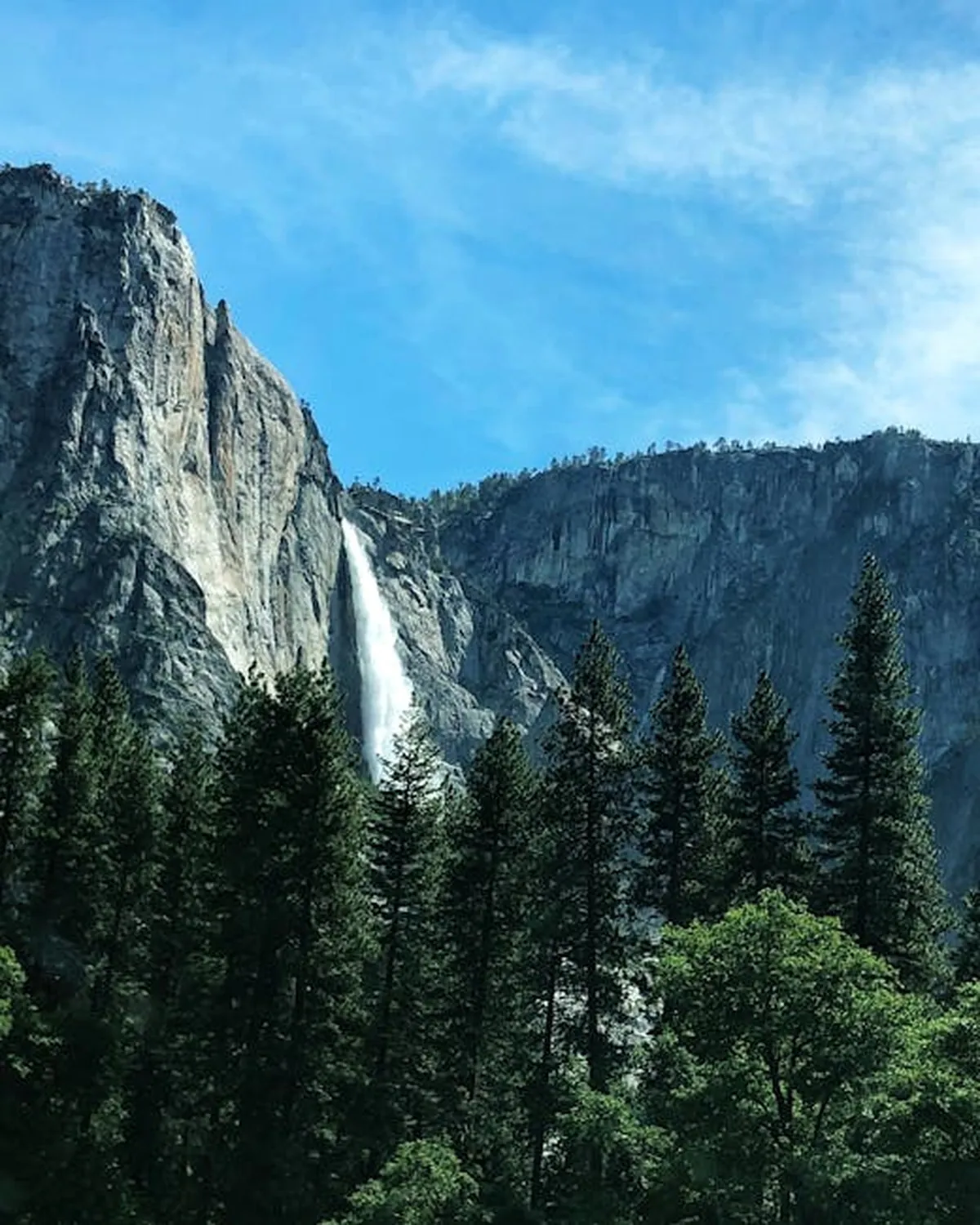 Yosemite Valley meadows: high-country floral scenes