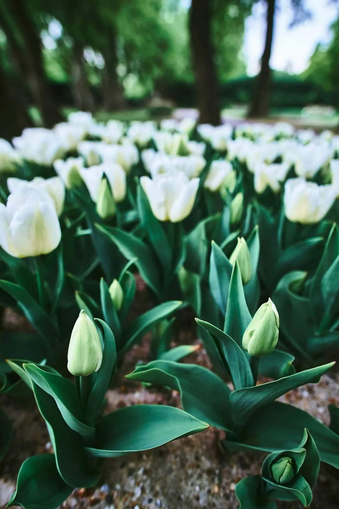 Amsterdam Tulip Festival: city blooms in April