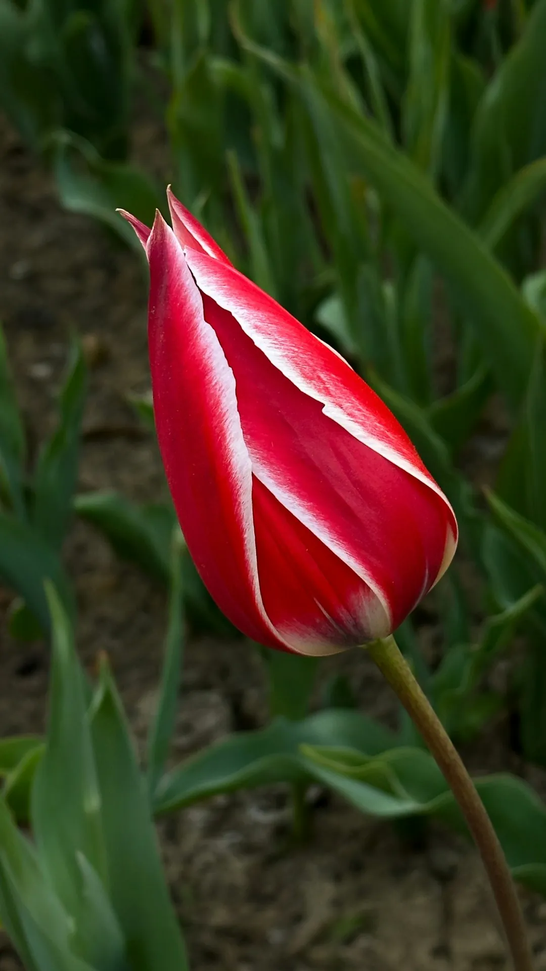 Anna Paulowna: North Holland’s classic tulip panorama