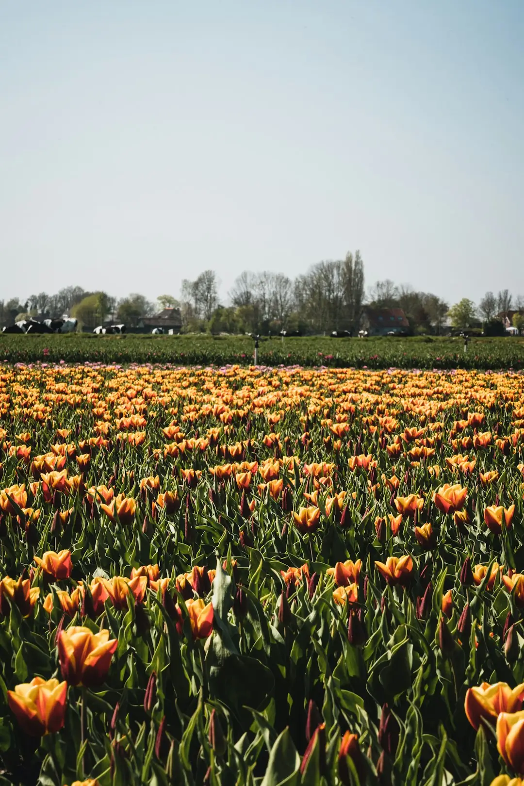 Drive the Bollenstreek bulb fields in bloom