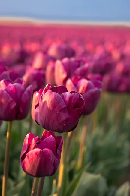 Noordoostpolder: vast Flevoland tulip plains