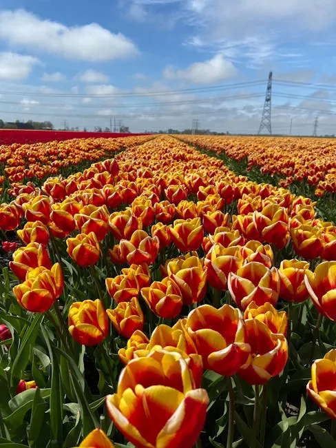 Schagen spring fields and quiet country lanes