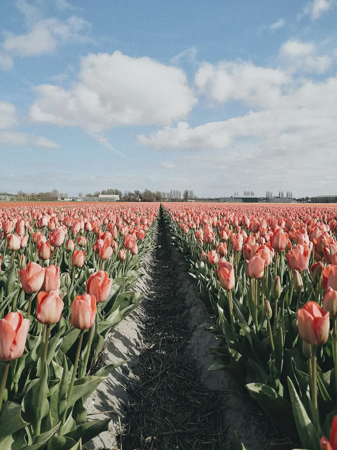Texel tulip fields: island blooms and sea air