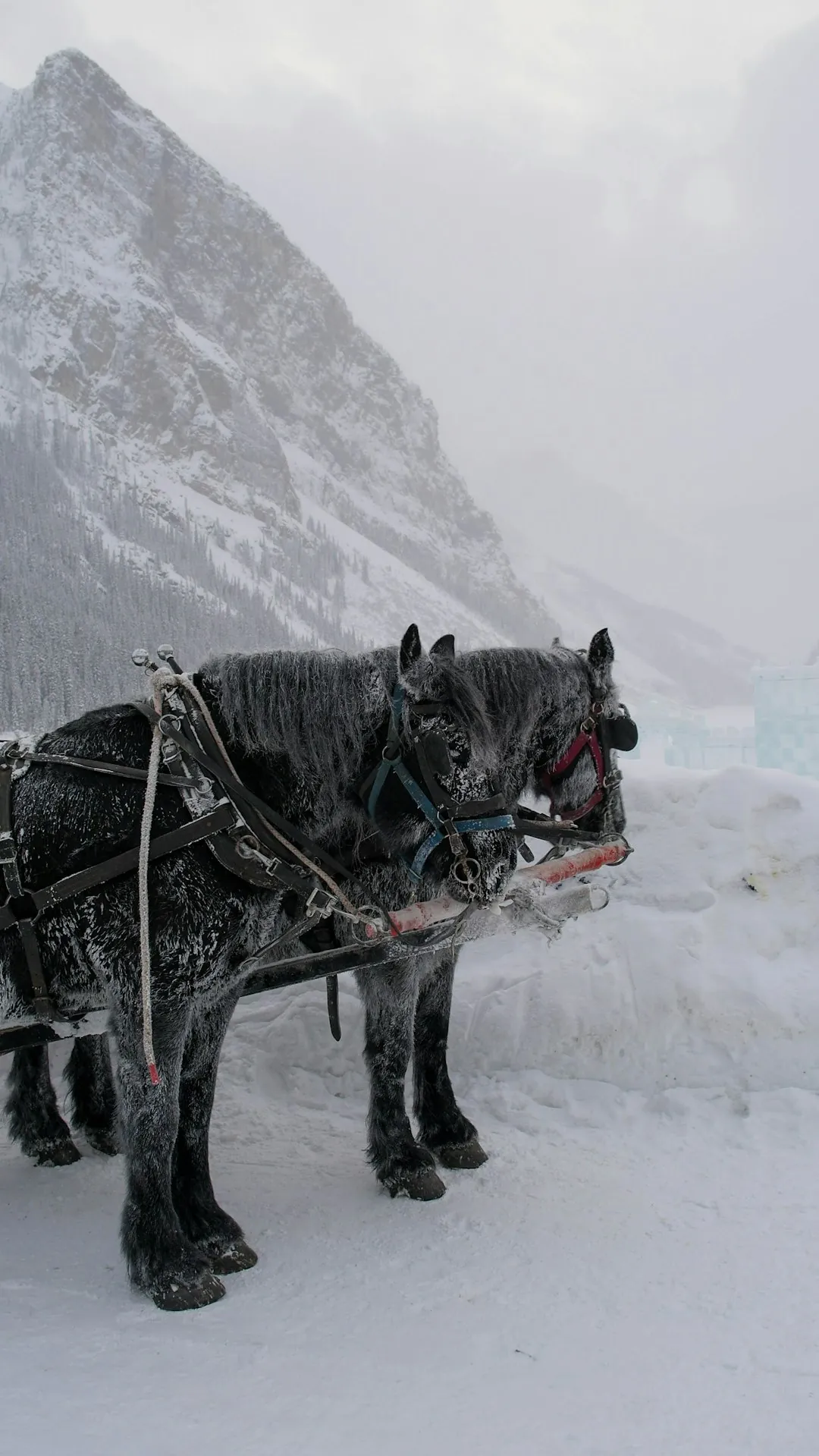 Jackson Hole National Elk Refuge winter sleigh ride