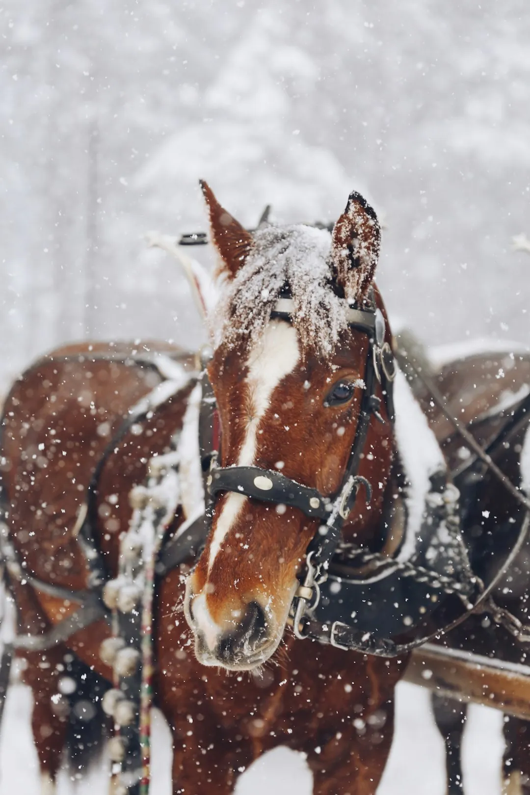 Niseko horse sleigh through Hokkaido’s soft snow