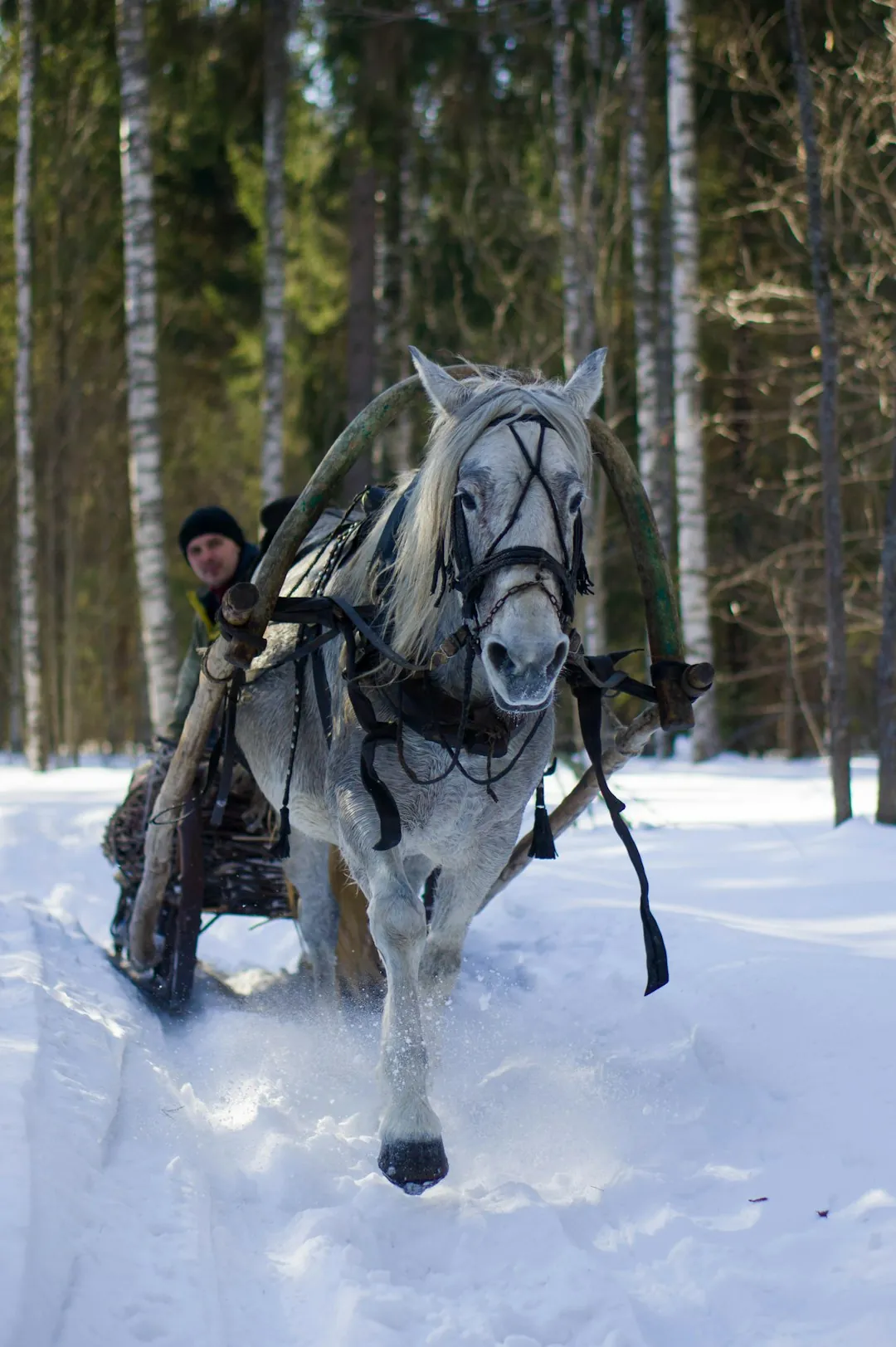 Old Quebec horse-drawn sleigh through snow-draped streets