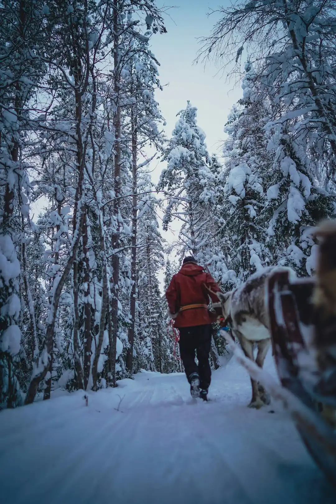 St. Moritz horse-drawn sleigh through Engadin valley