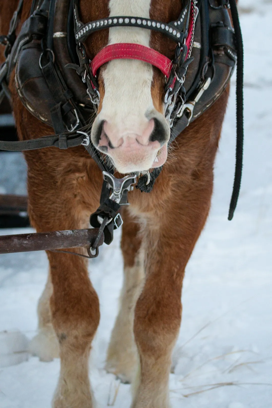 Stowe Vermont horse-drawn sleigh through sugar bushes