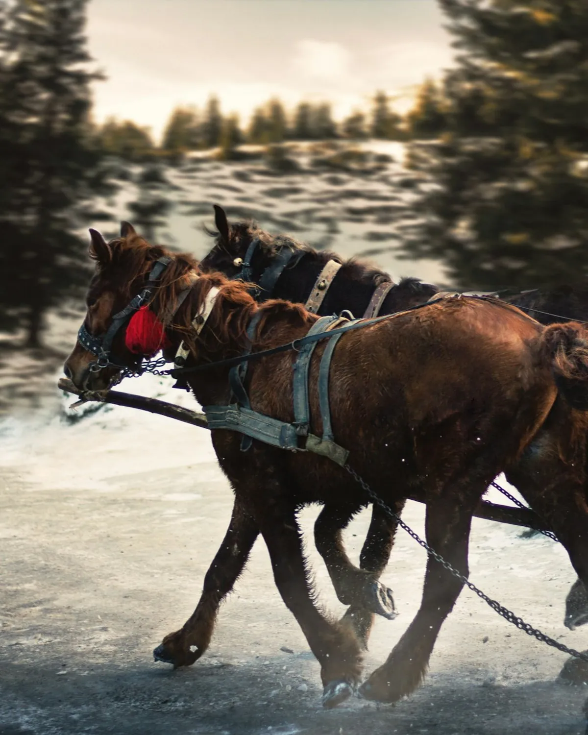 Zermatt sleigh ride with Matterhorn panorama included