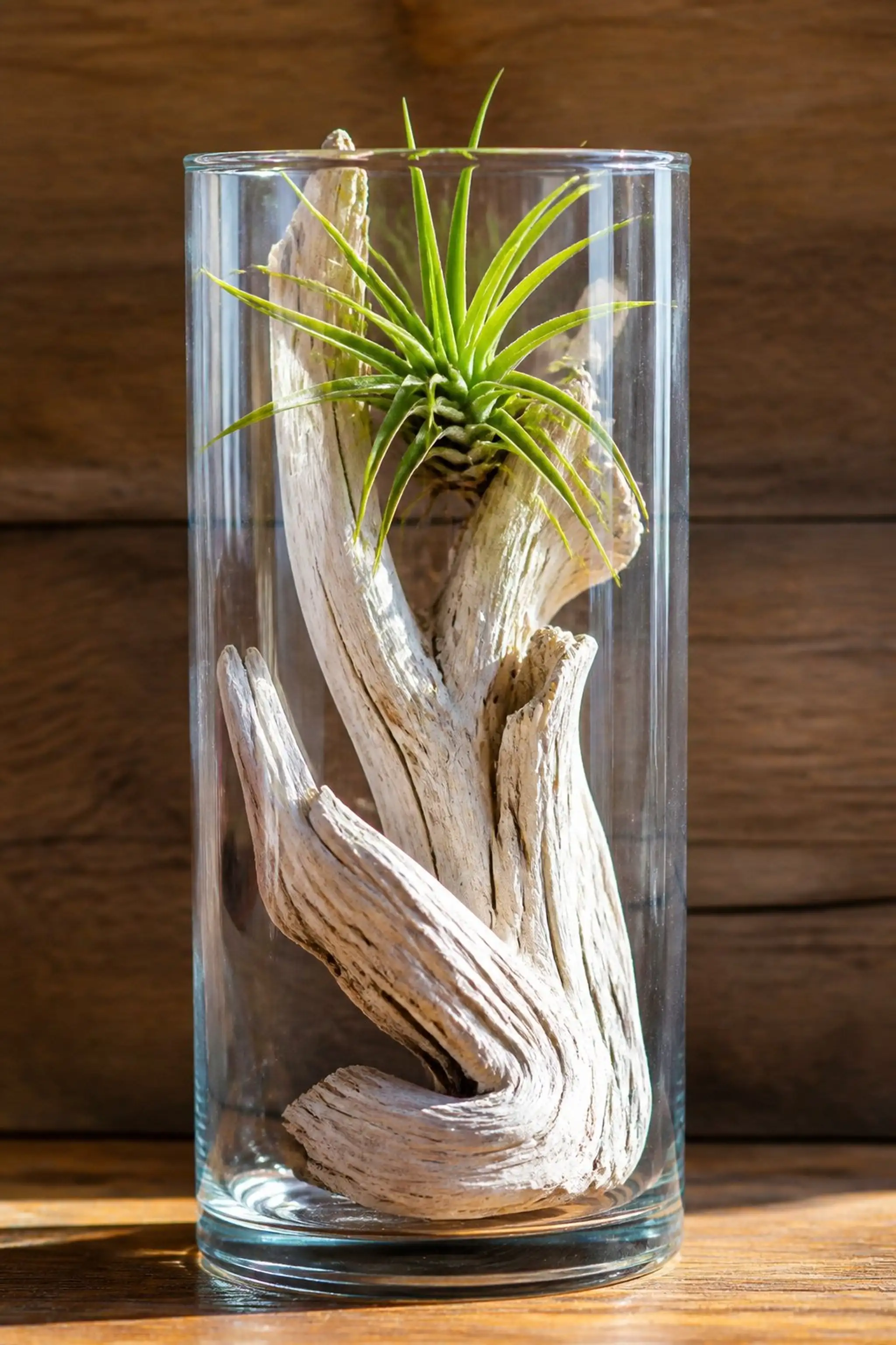 Air plant and driftwood harmony in tight glass