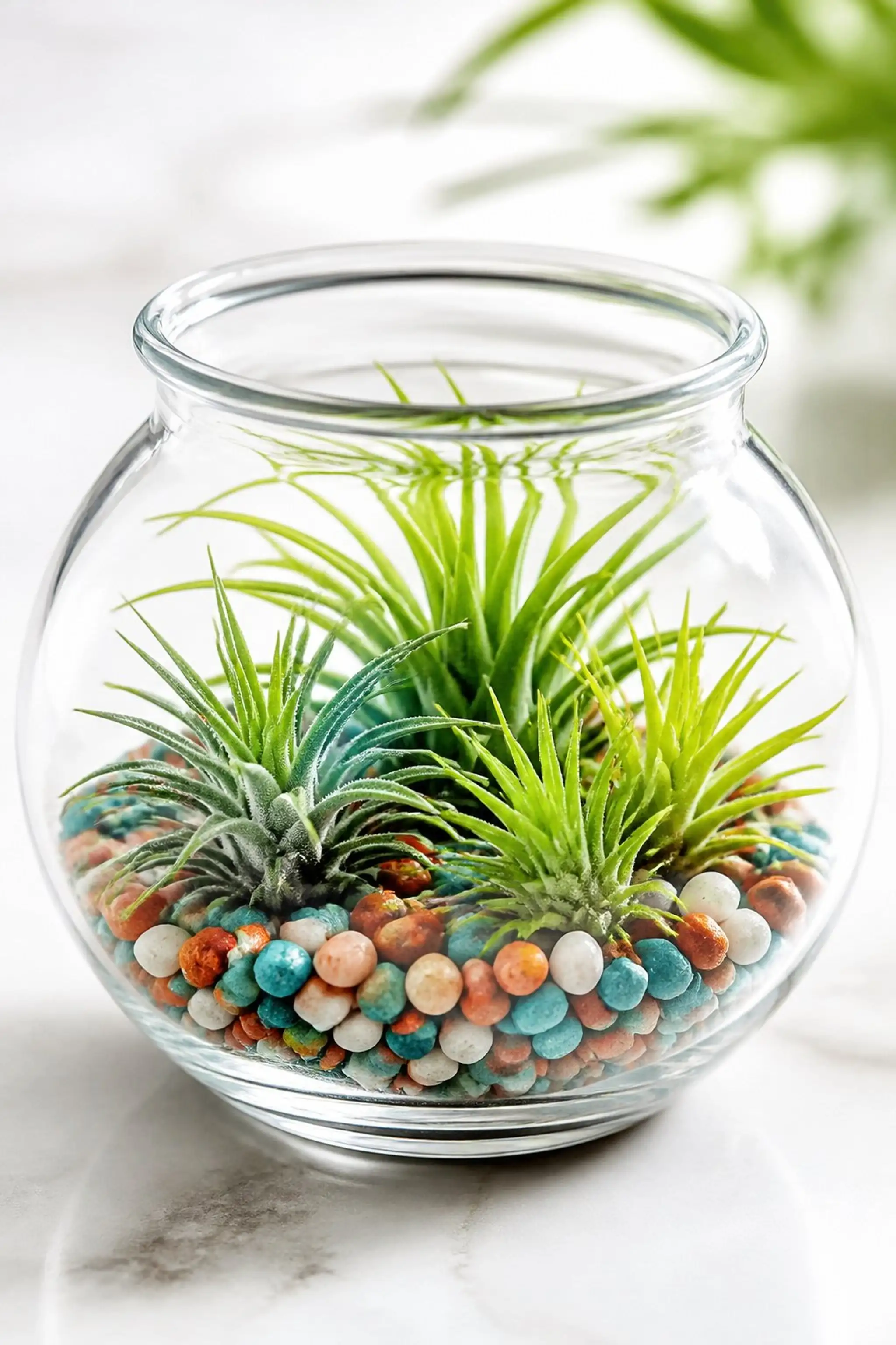 Tropical air plant and colorful stones blend